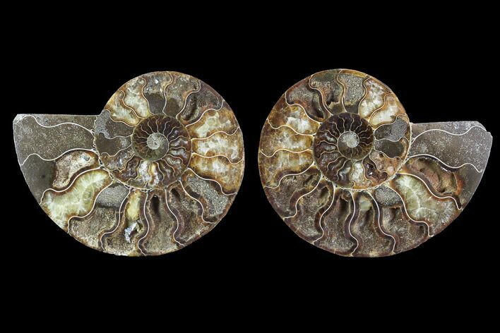 Cut & Polished Ammonite Fossil - Agatized #91151